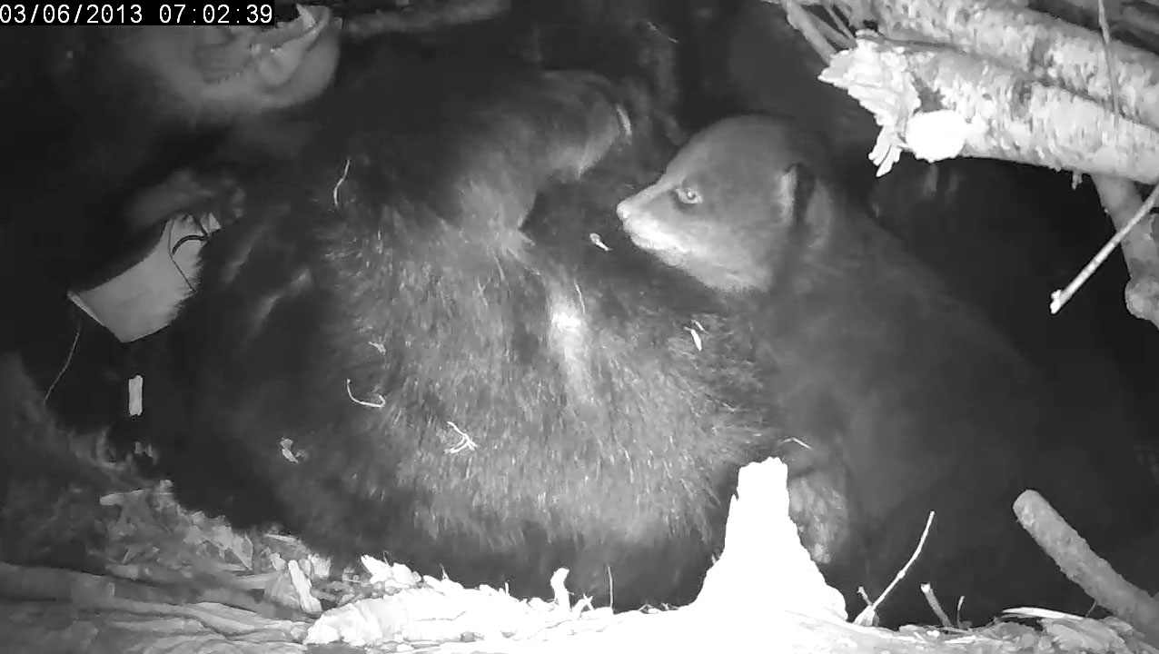 Lily leans back and yawns