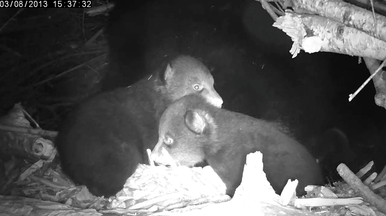 Lily cubs - male left, female right