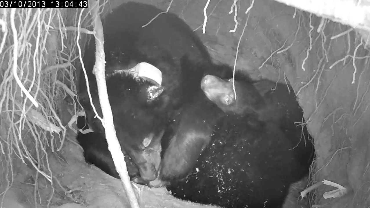 Jewel chews hers right rear footpad