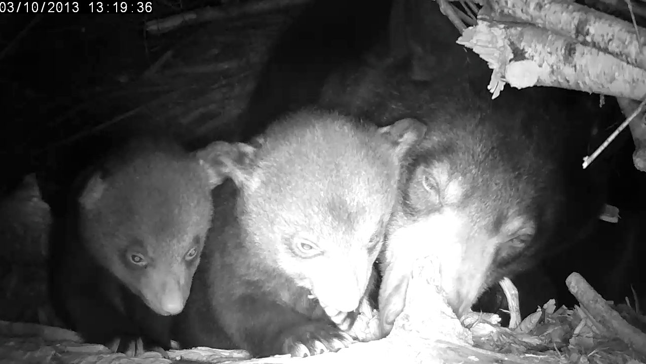Lily and cubs (female L, male R)