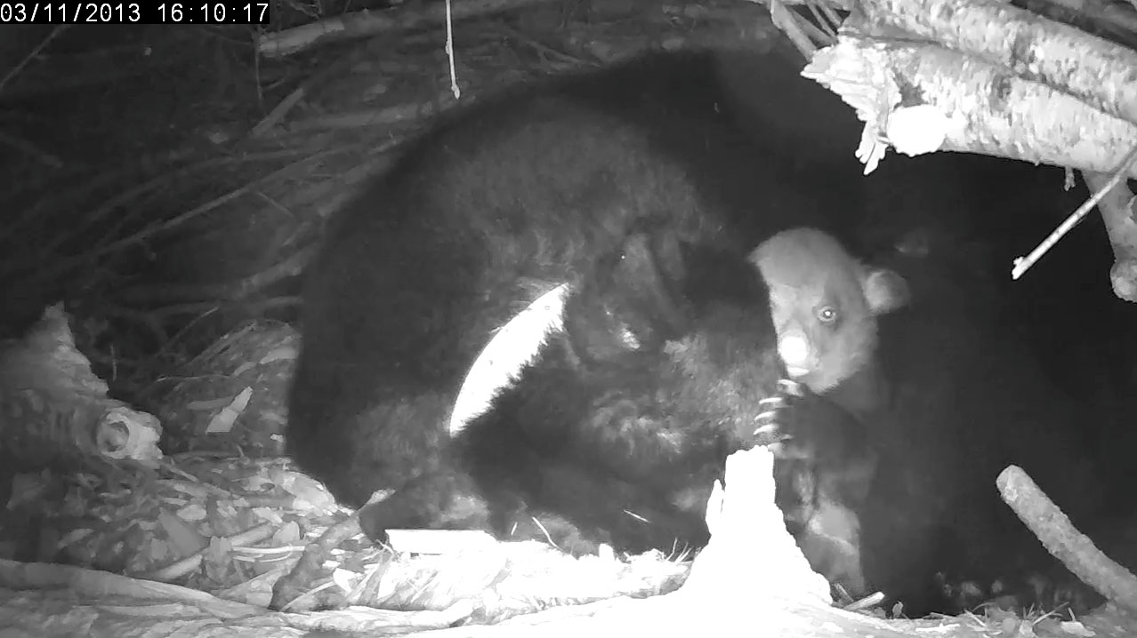 Female cubs peeks out