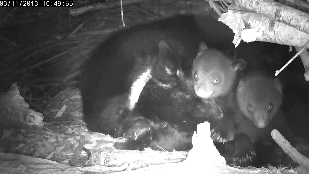 Lily and cubs (male L, female R)