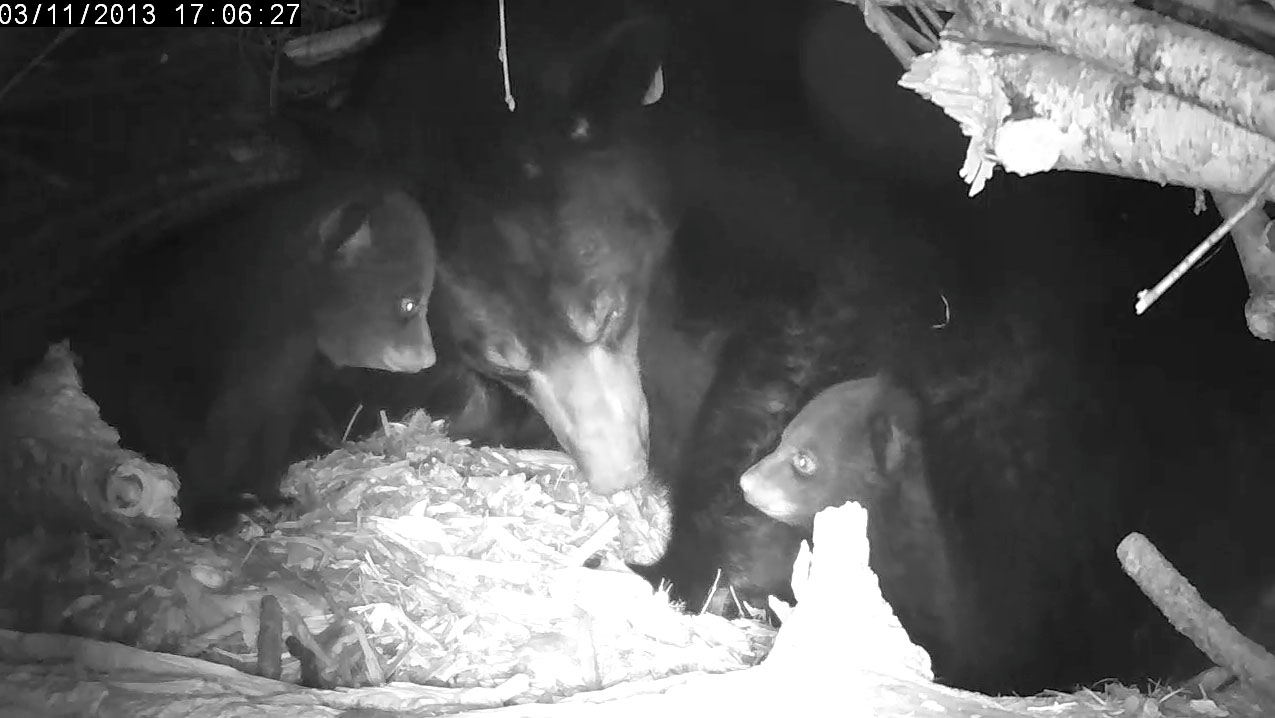 Can you tell Lily's cubs apart?