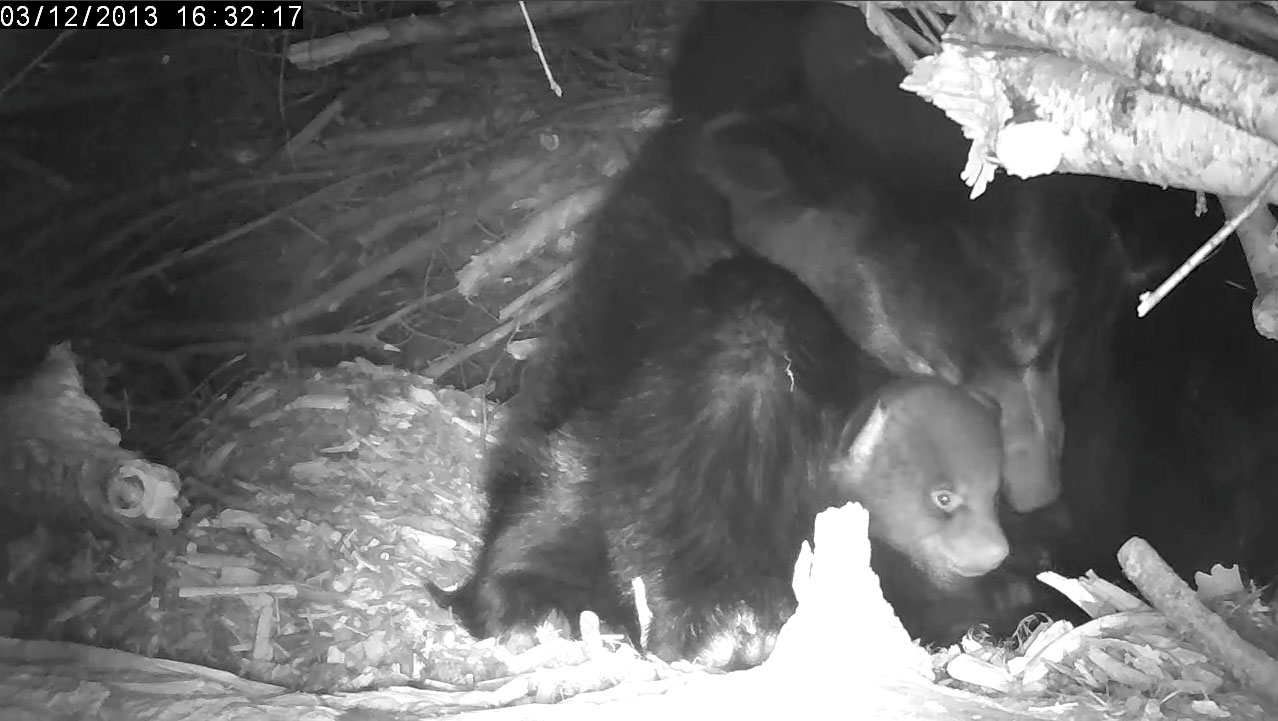 Lily and (which?) cub