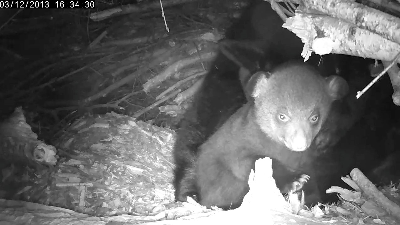 Which one of Lily's cubs is this?