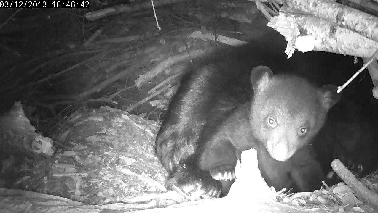 Male cub has less light fur in ears