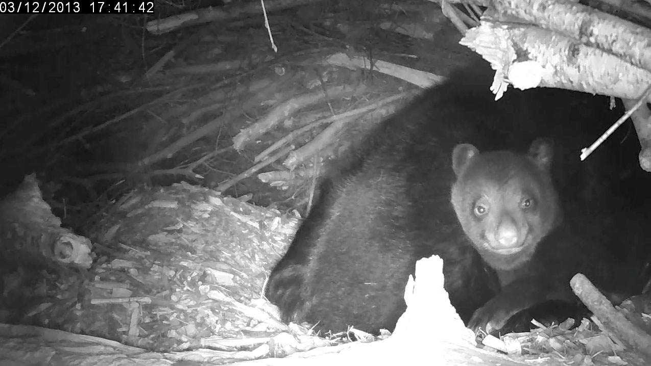 Which one of Lily's cubs is this?