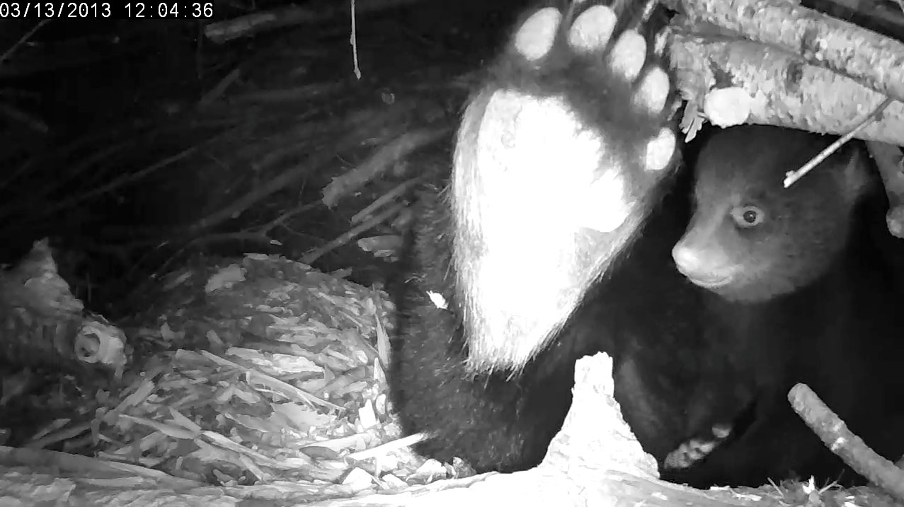 Male cub is dwarfed by Lily's left hind foot.  Notice some of the old pad is still hanging on.