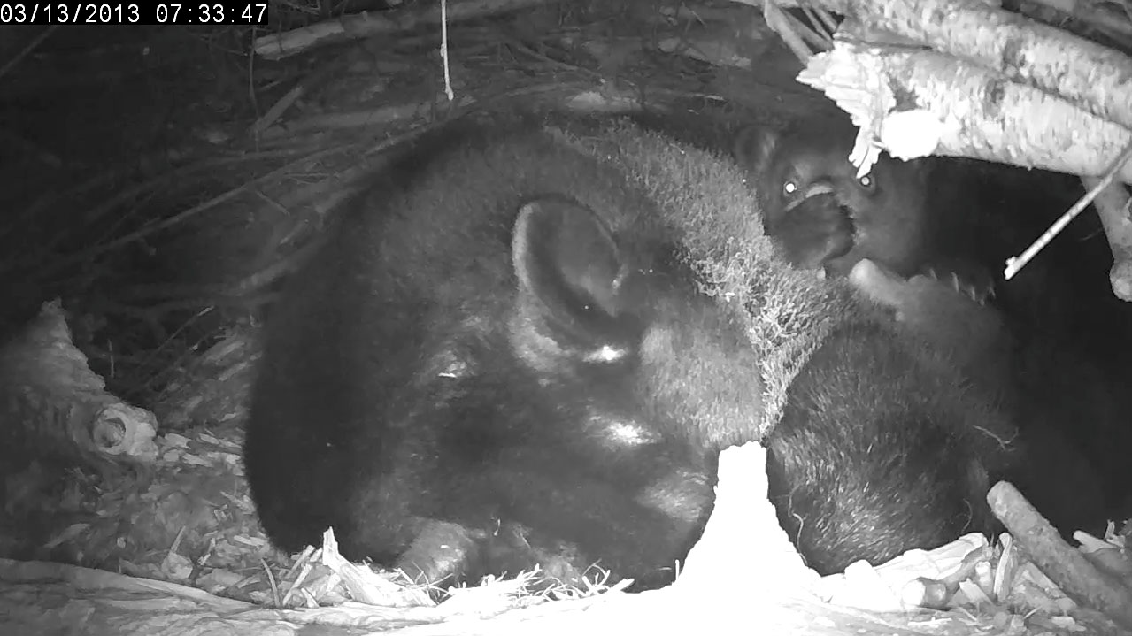 Lily snoozes but a cub is awake.