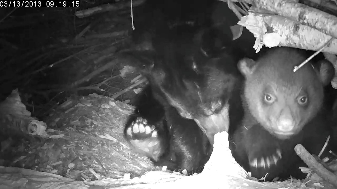 Lily and...which cub?