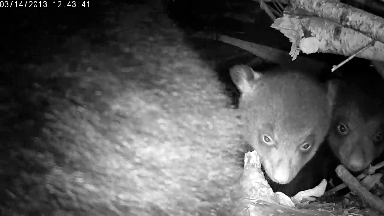 The cubs crowd close as Lily leans out to eat snow
