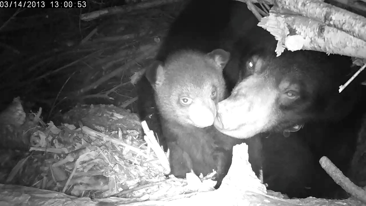 Lily nuzzles one of her cubs  