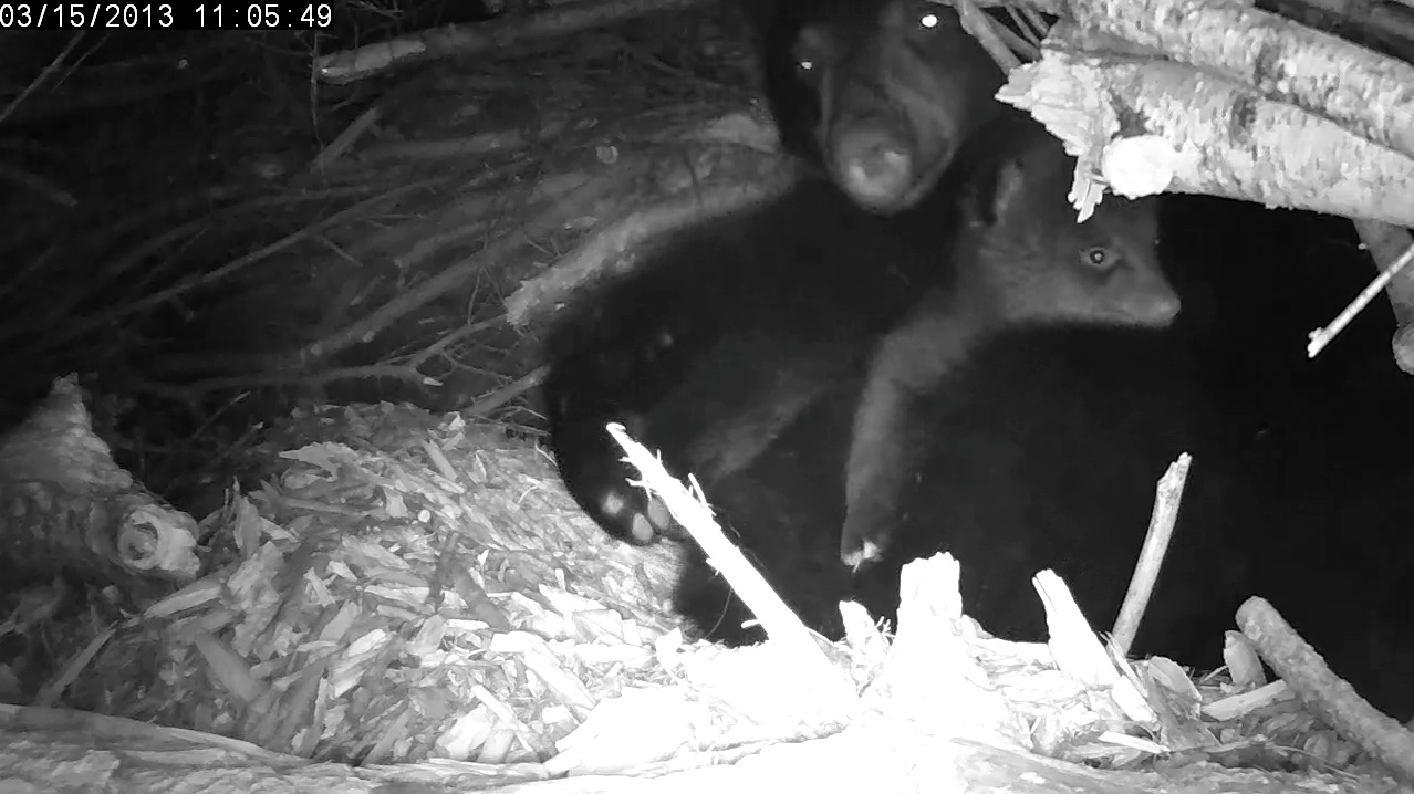 Male cub makes a break for it