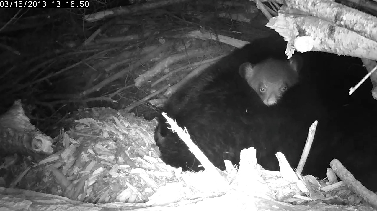 Female cub comes up for air