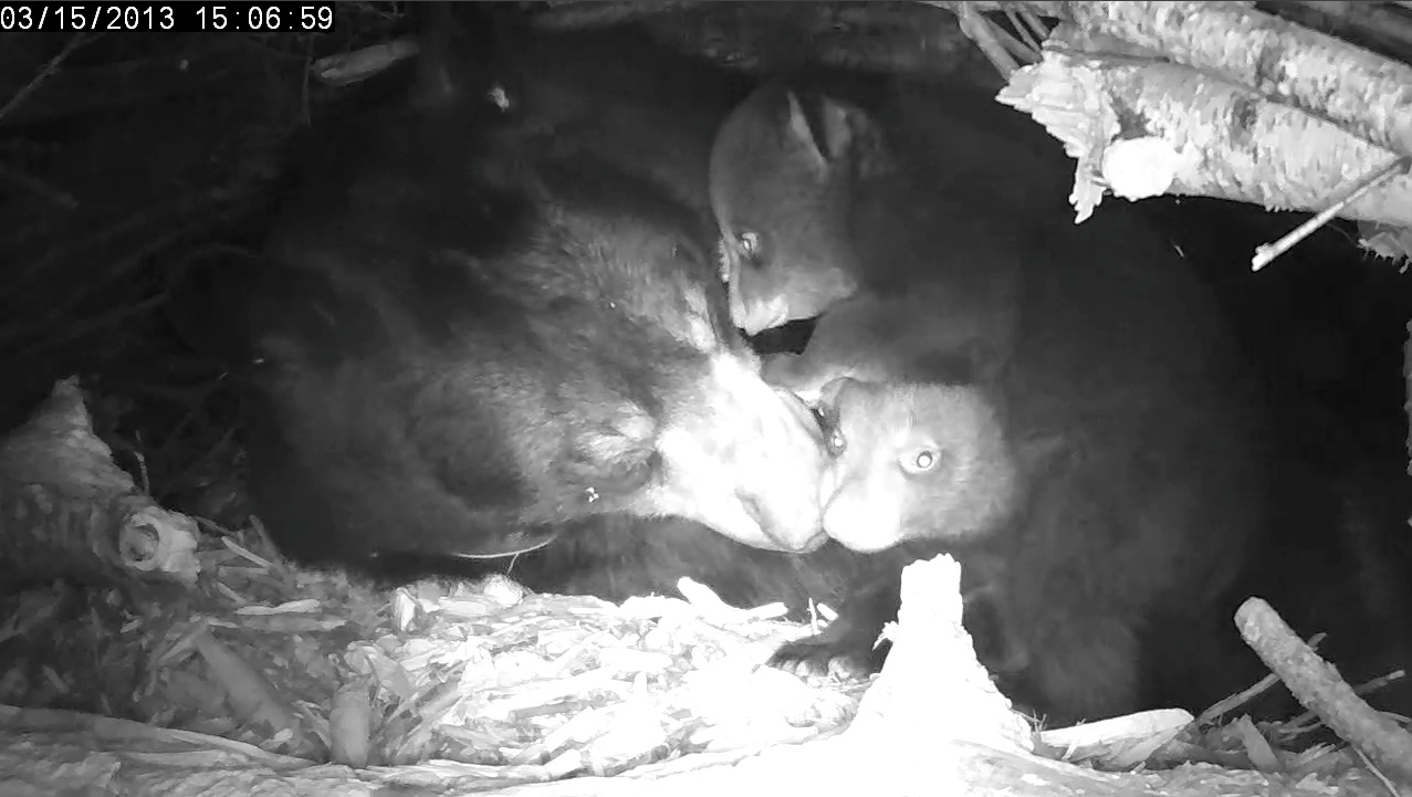 Lily plays with her cubs