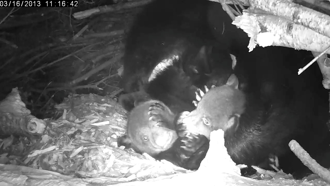 Lily attempts to rest while cubs play