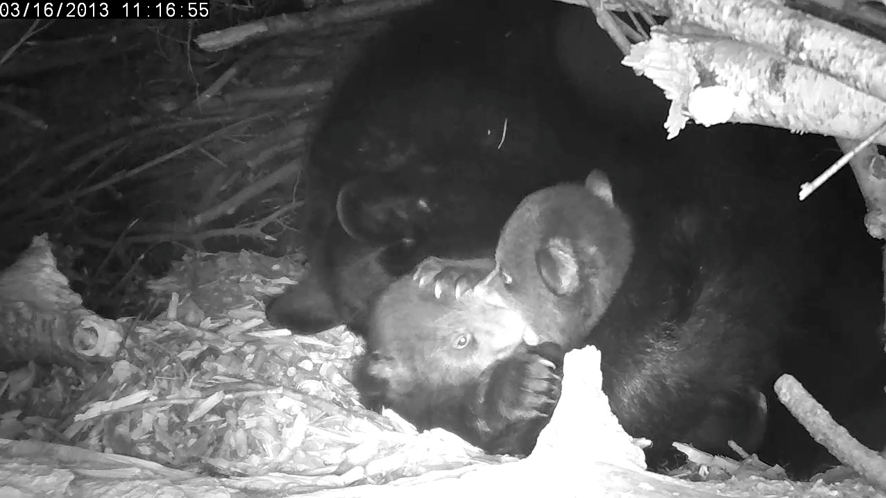 Female cub teething on males snout