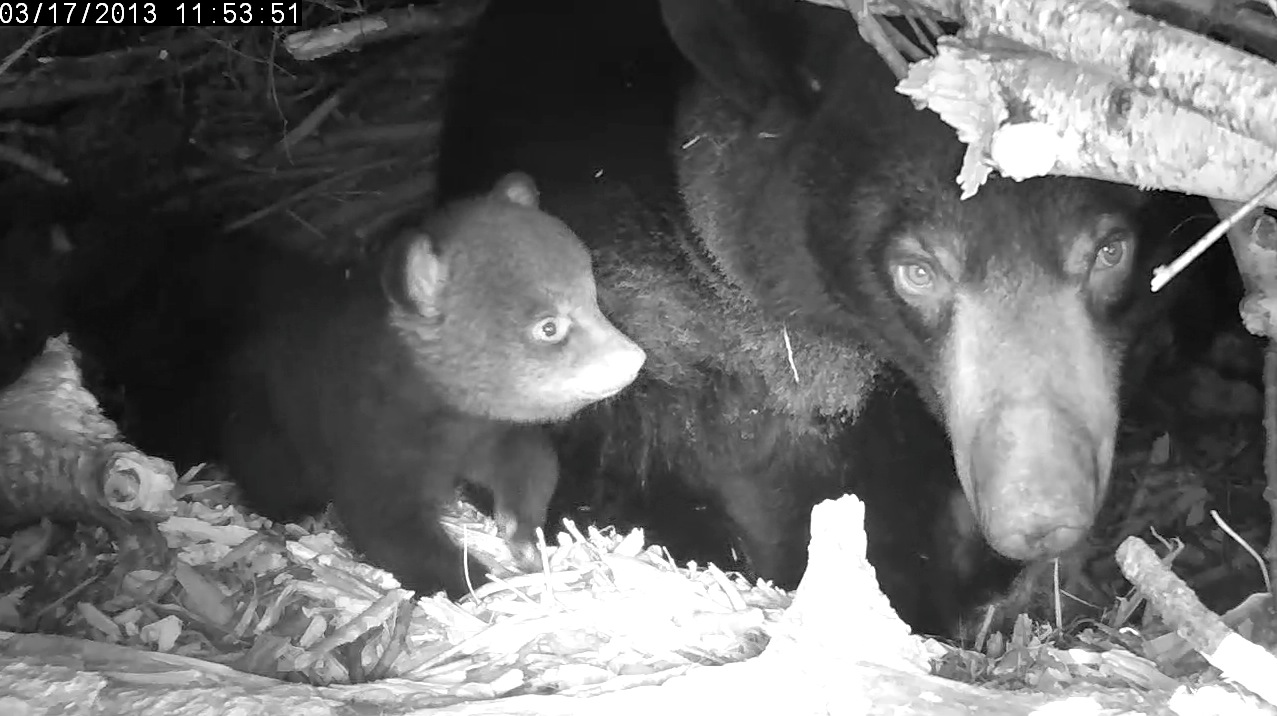 Notice the frost on Lily's fur