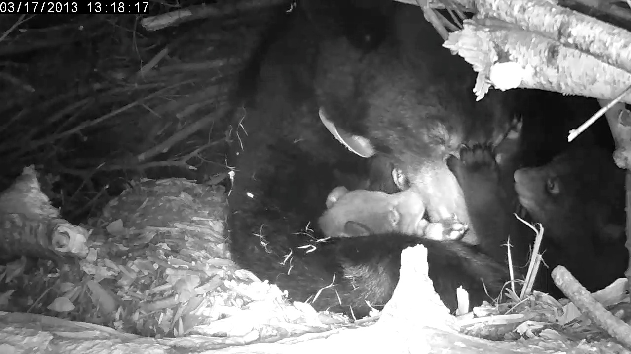 Lily plays with her cubs