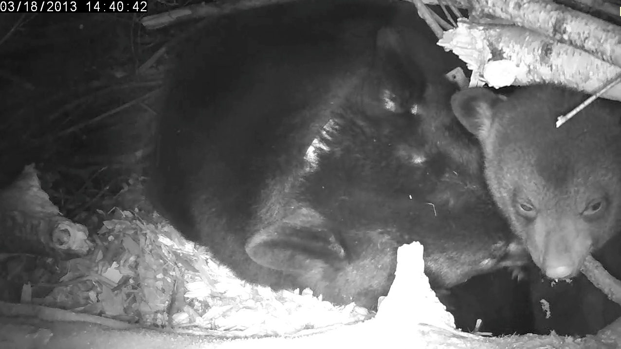 Lily nuzzles male cub