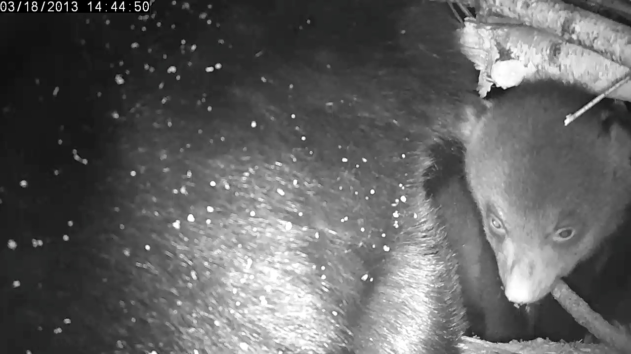 Lily leans out to lick snow, cub has snow on chin!