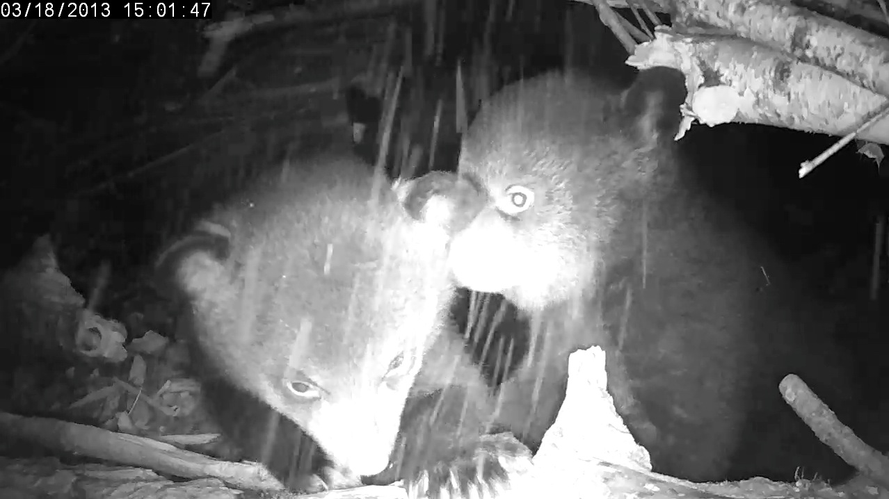 Snow falls into the den  