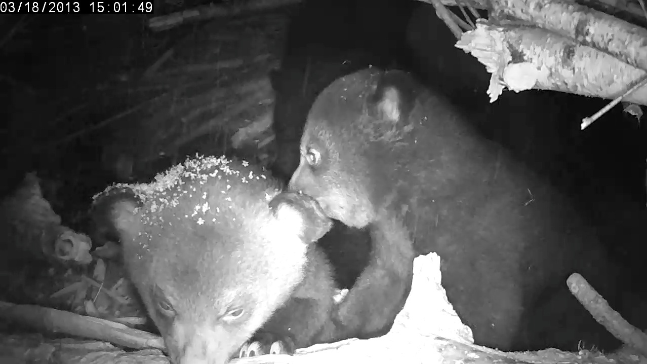 right onto the cubs head!