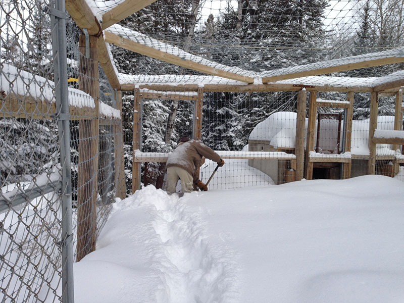 John Leonard shovels out Honey's gate