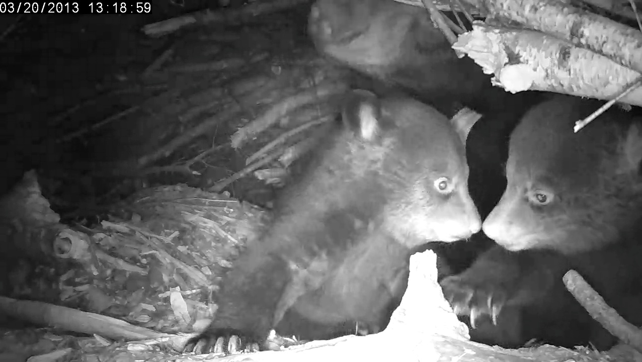 Lily's cubs nose to nose