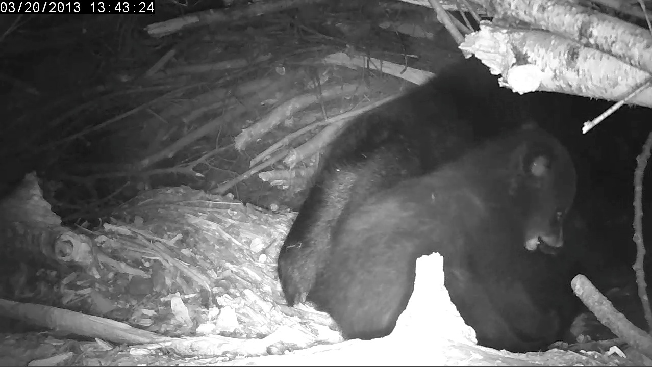 Female cub baring a tooth