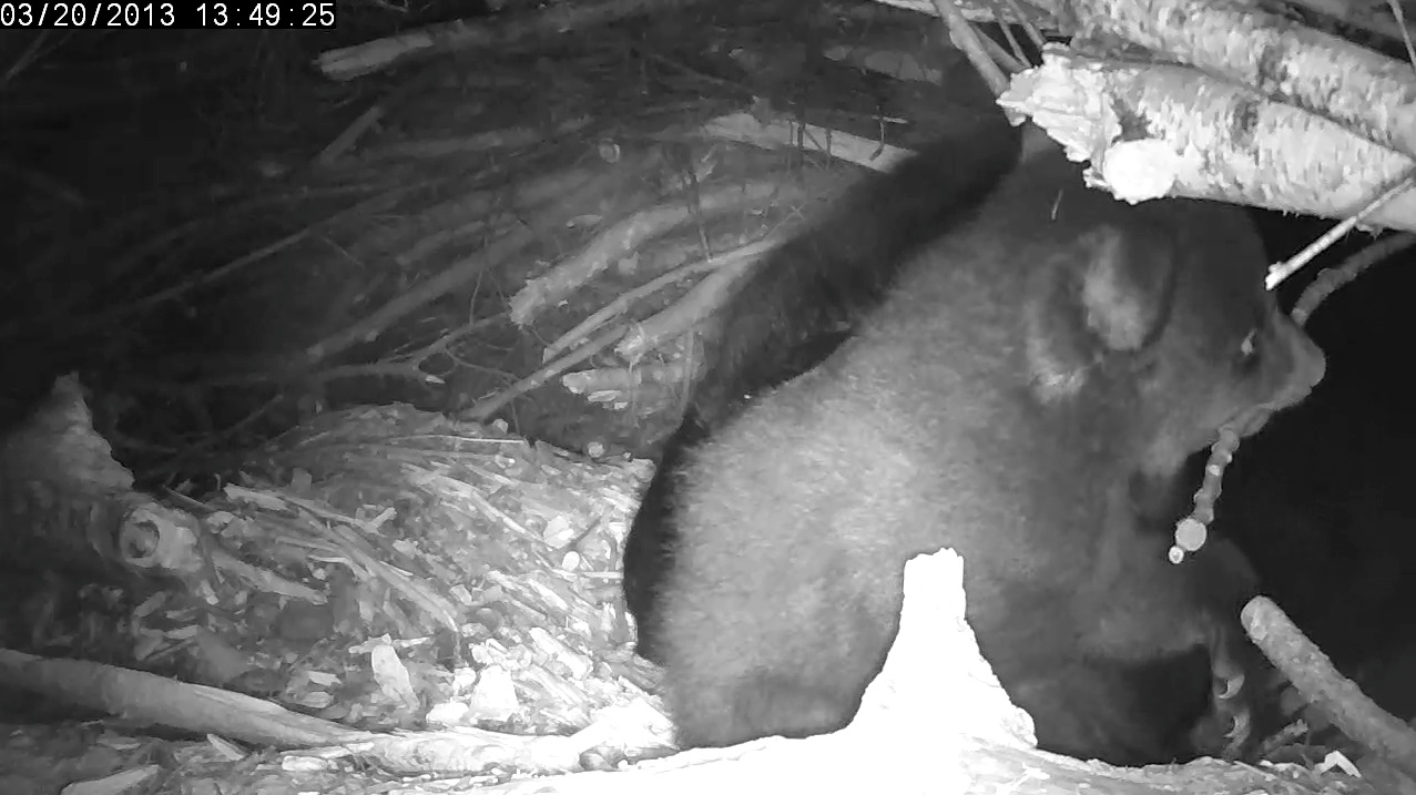 Female cub trying out her new teeth