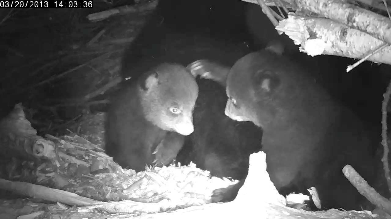 The smack your sibling game