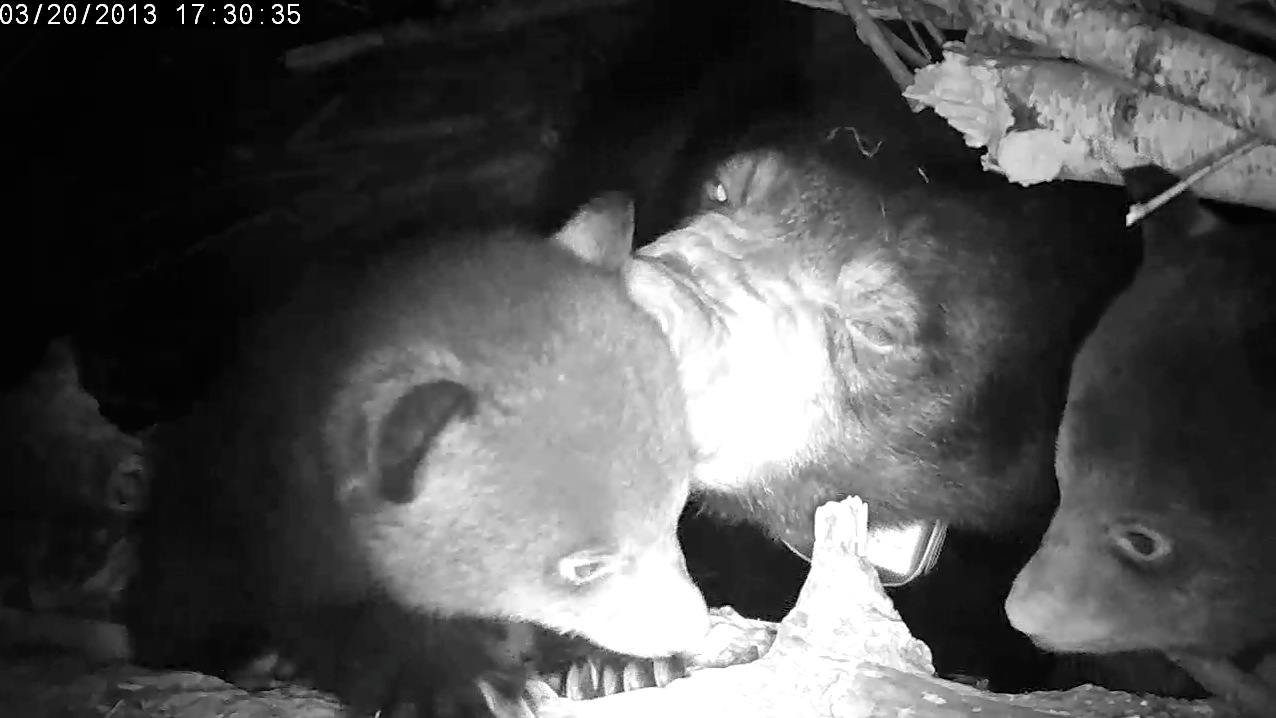 Lily nibbling on cubs cheek