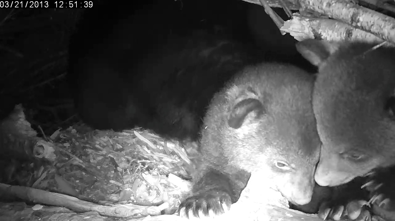 Two cubs head to head