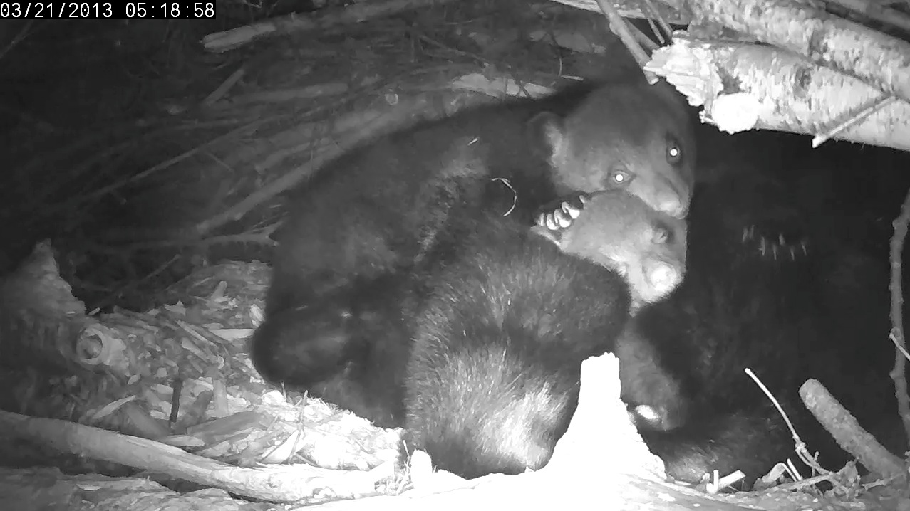 Cubs snuggled in Lily's fur