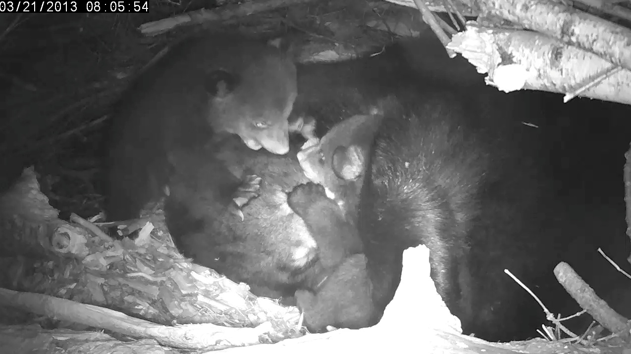 Cubs spar around Lily's head