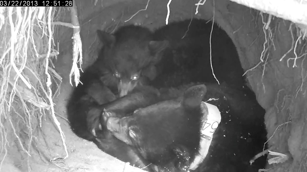 Jewel chews yearling's footpad