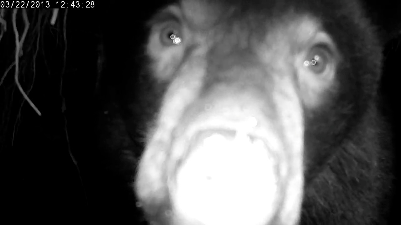 Herbie up close and personal