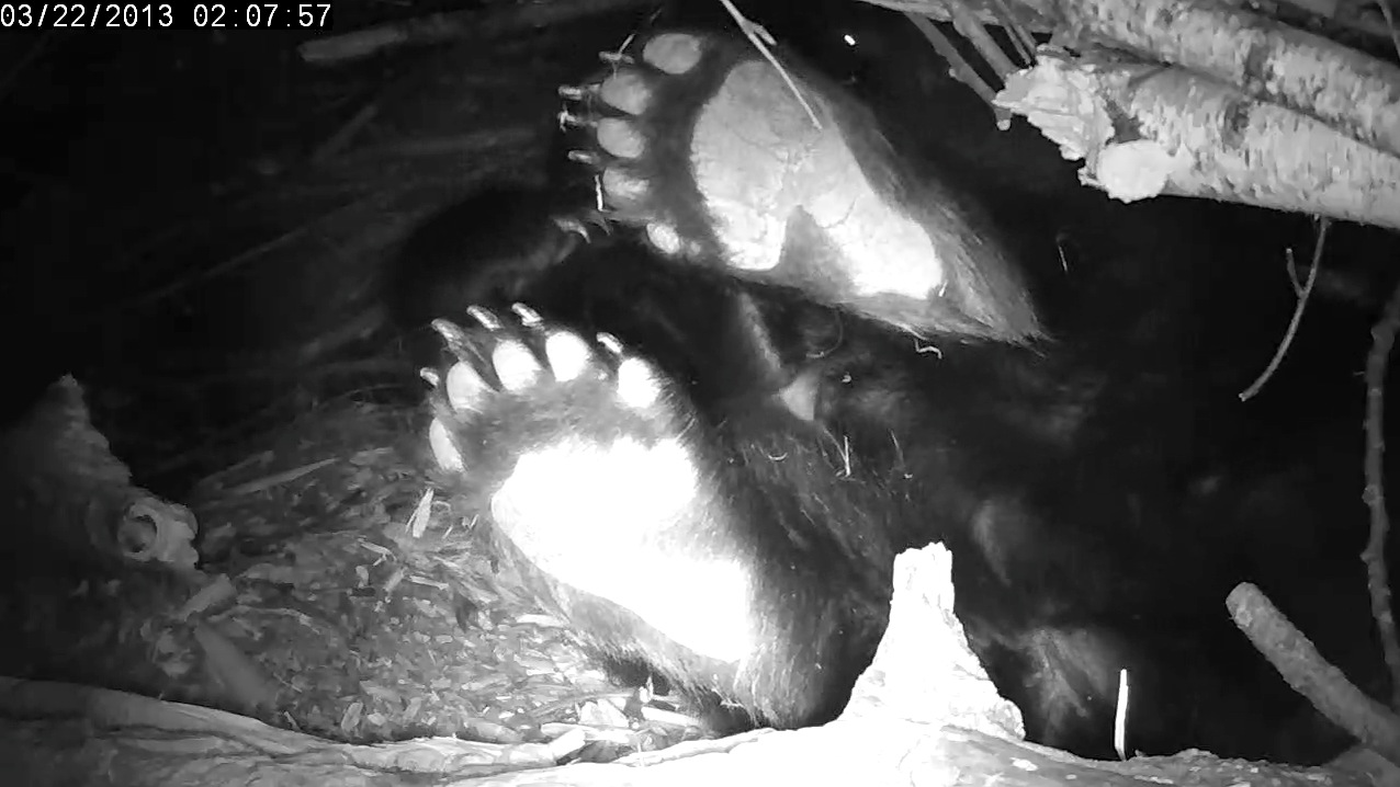 Lily's old cracked footpads