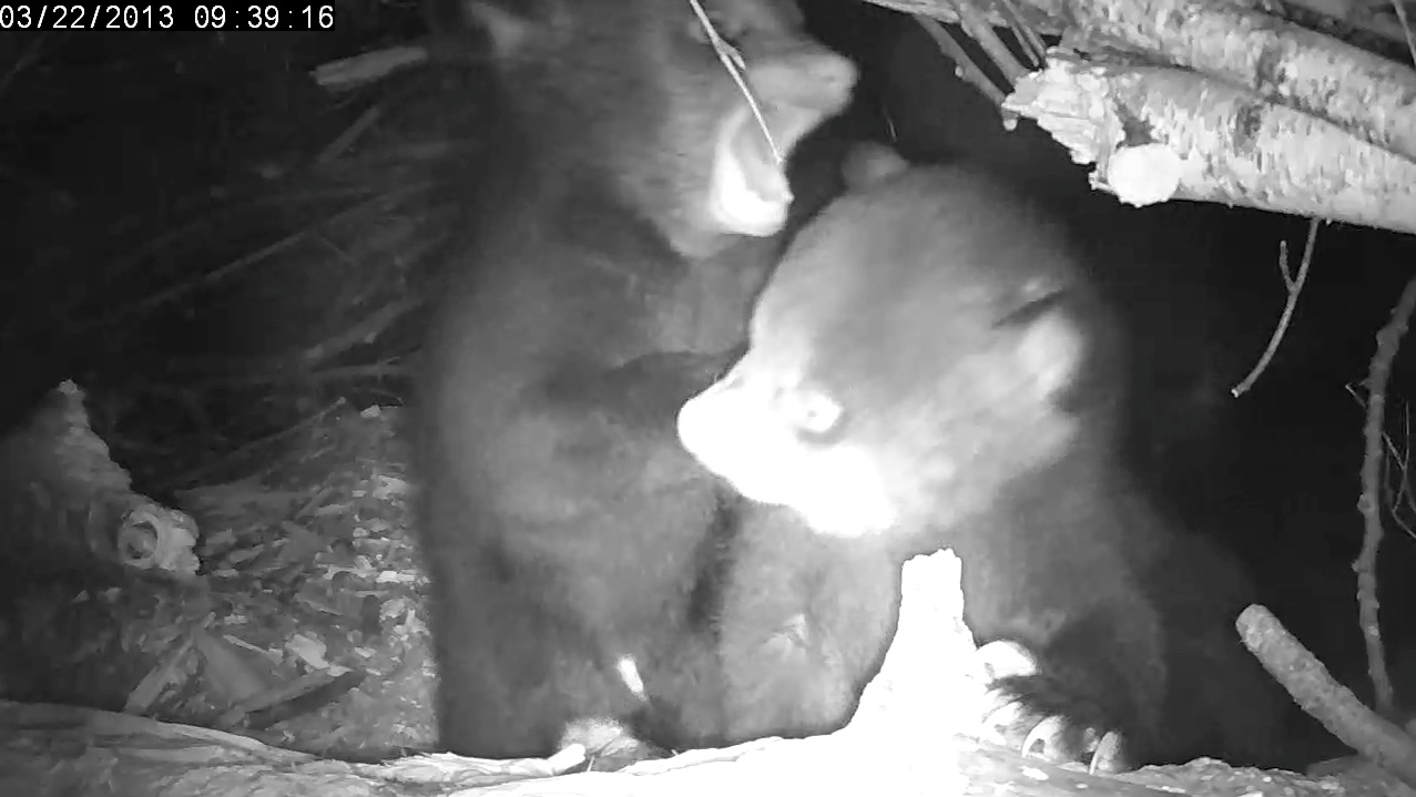 Biting twig or...hmmm