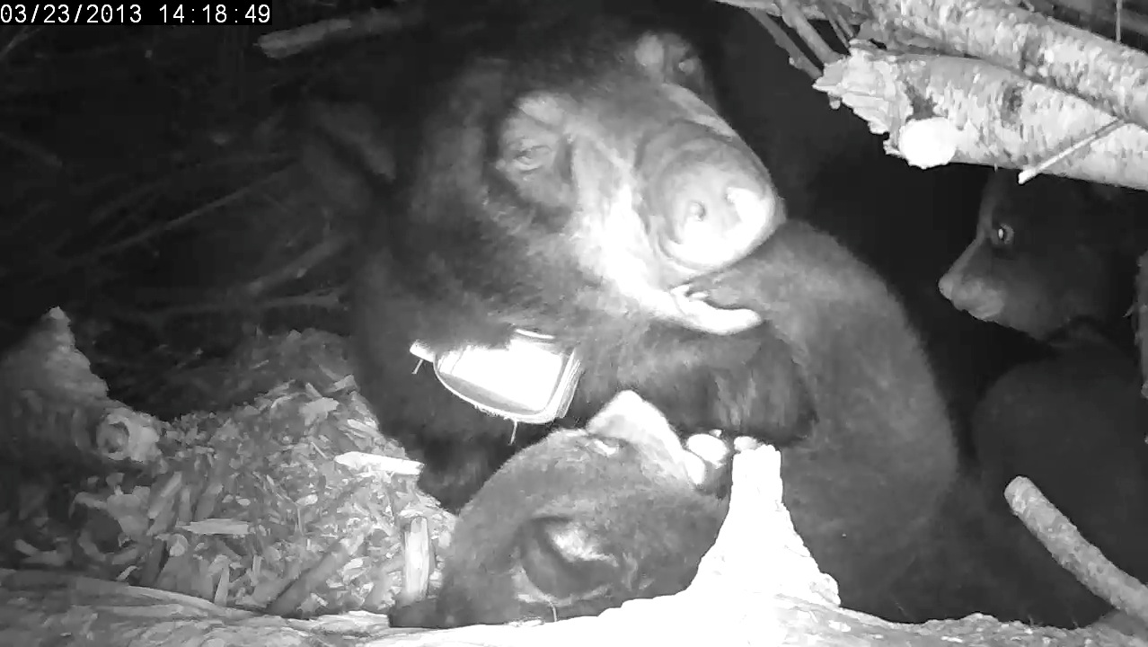 Lily mouths cubs paw