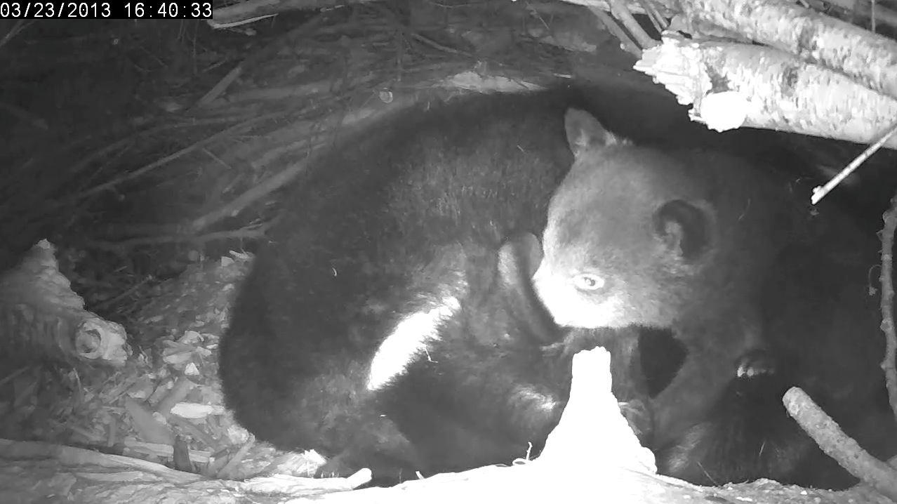 Male cub checking out Lily's ear