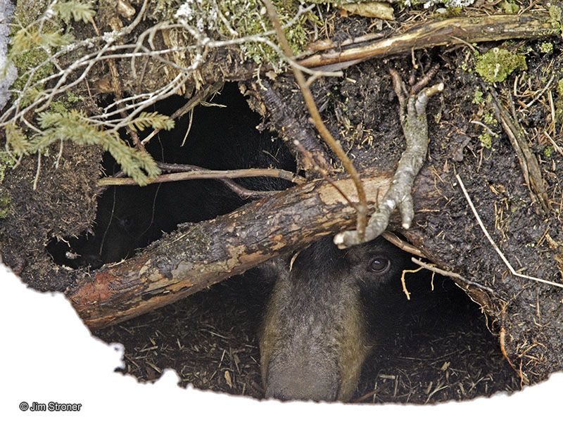 Can you find Ursula's cub?  