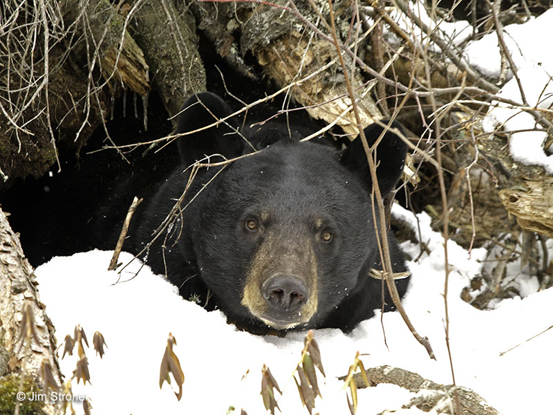 Braveheart in her den