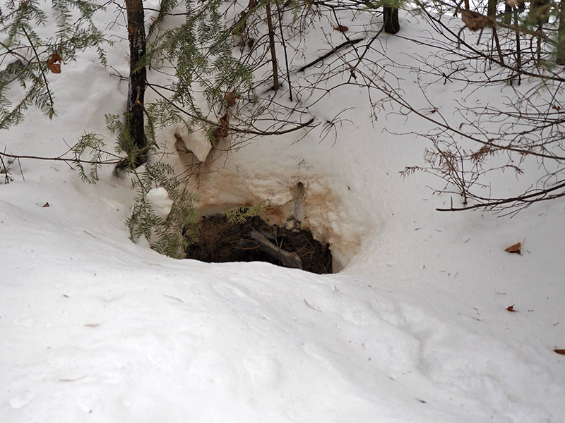 Dog tracks by Jewel's den