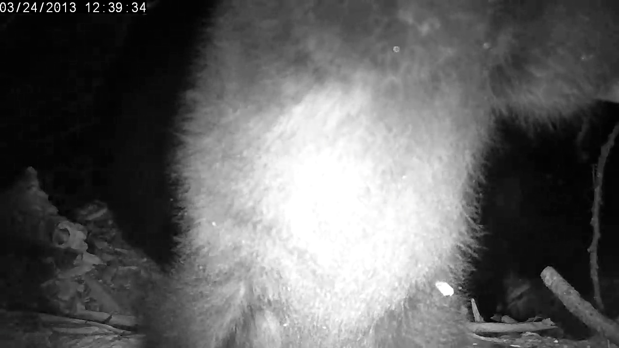 Ellie hangs from the rafters!