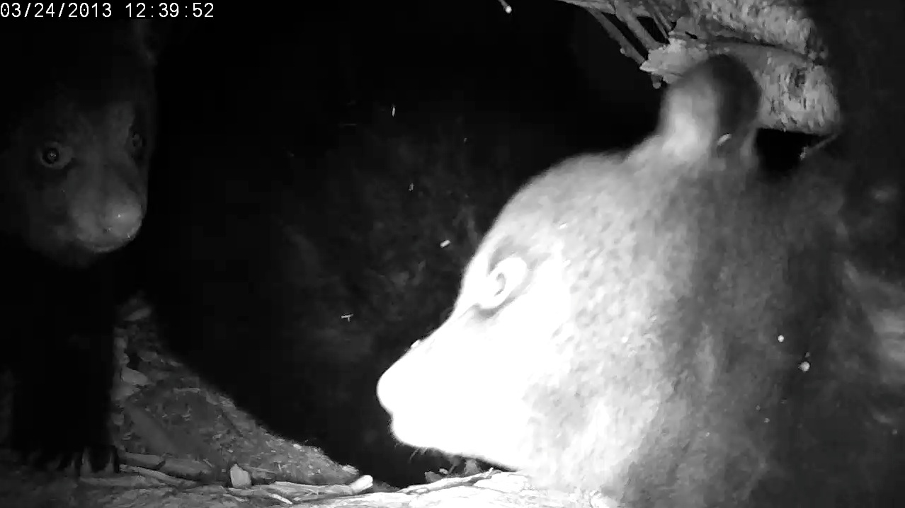 Ellie hangs by one paw