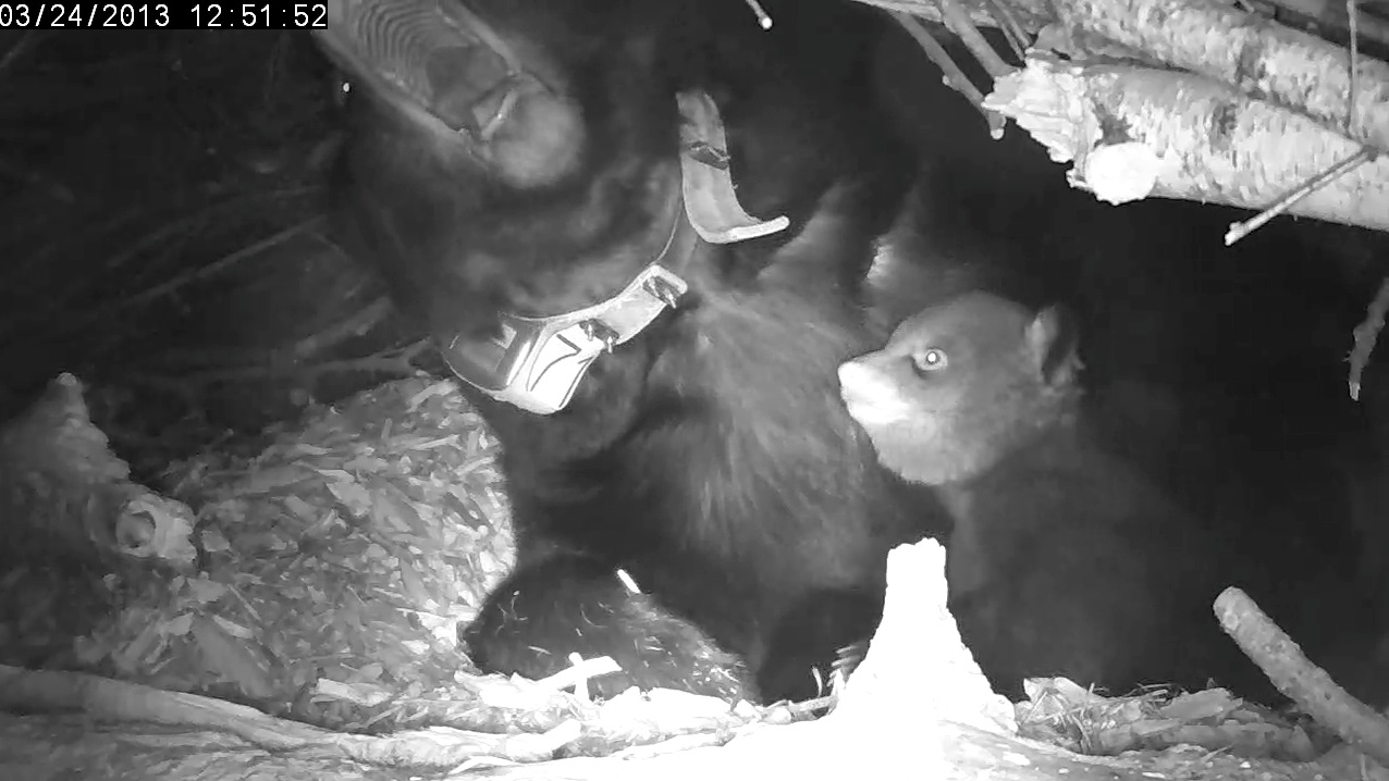 My, what big teeth you have!