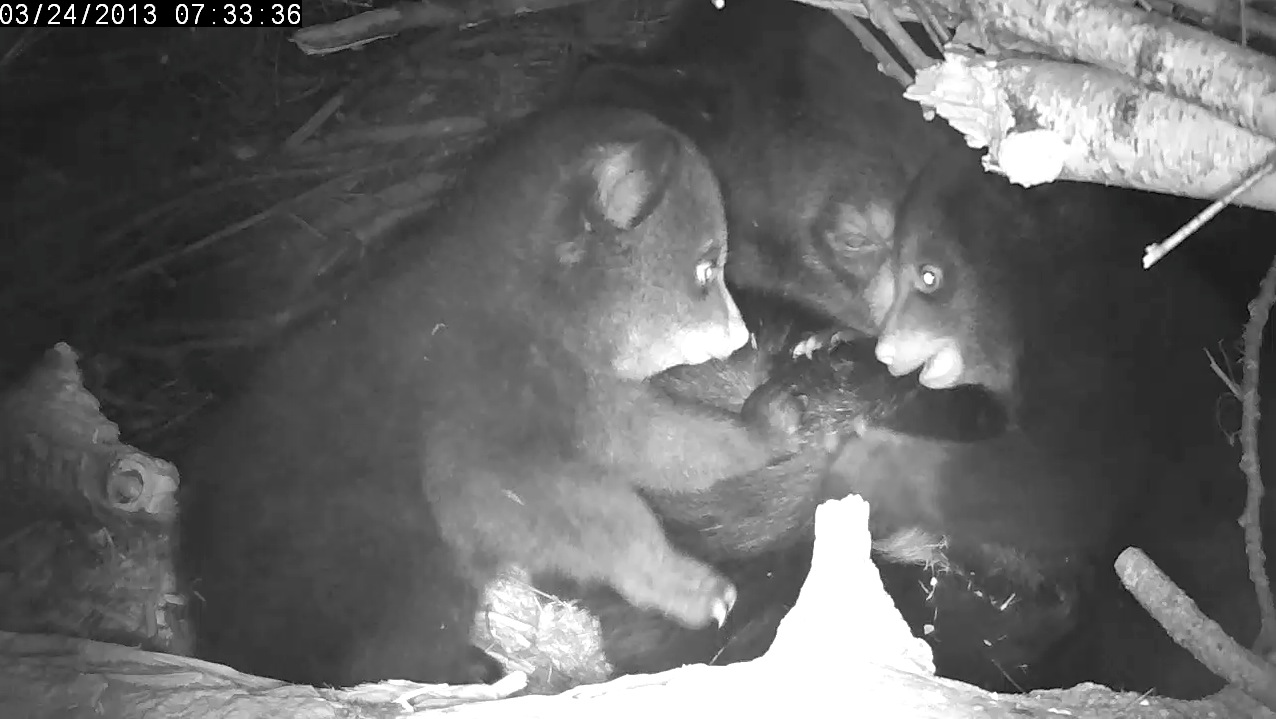 Ellie, Lily, and Eli