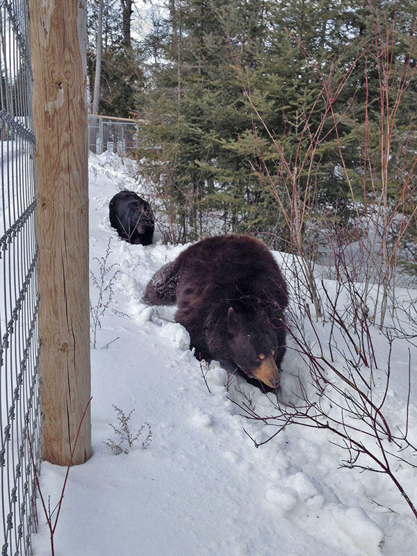 Honey hurries back to her den